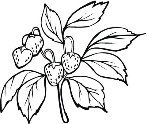 Strawberries On The Branch Coloring Page